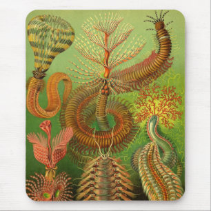 Haeckel Centipedes Musmatta