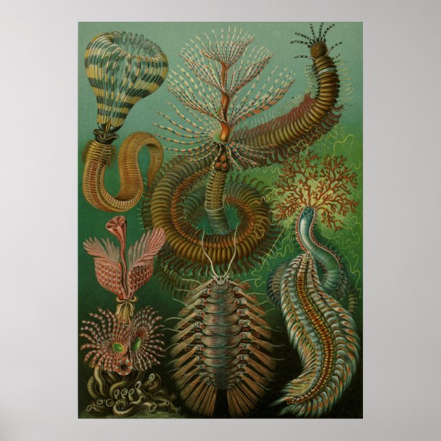 Haeckel Centipedes Poster (Framsidan)