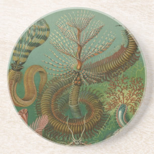 Haeckel Centipedes Underlägg Sandsten