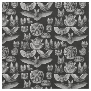 Haeckel Chiroptera 1904 Tyg