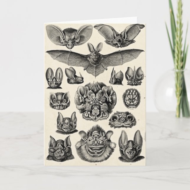 Haeckel Chiroptera Kort (Framsida)