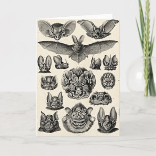 Haeckel Chiroptera Kort