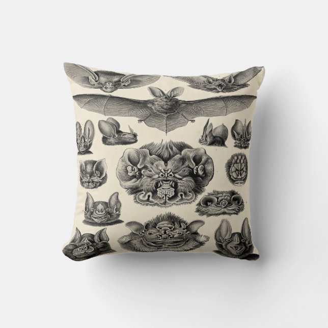 Haeckel Chiroptera Kudde (Framsida)