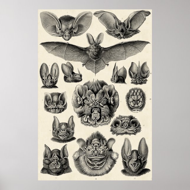 Haeckel Chiroptera Poster (Framsidan)