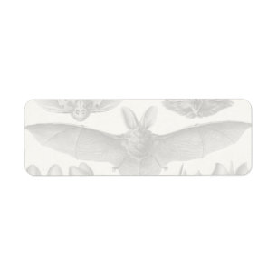 Haeckel Chiroptera Returadress Etikett