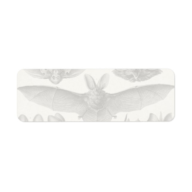 Haeckel Chiroptera Returadress Etikett (Framsidan)