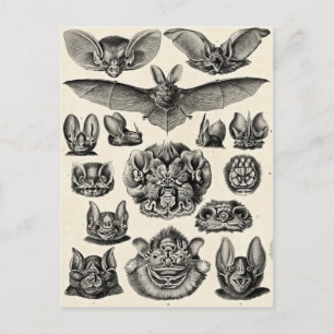 Haeckel Chiroptera Vykort
