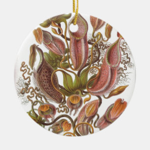 Haeckel, den vackra pitcher-växten teckning julgransprydnad keramik