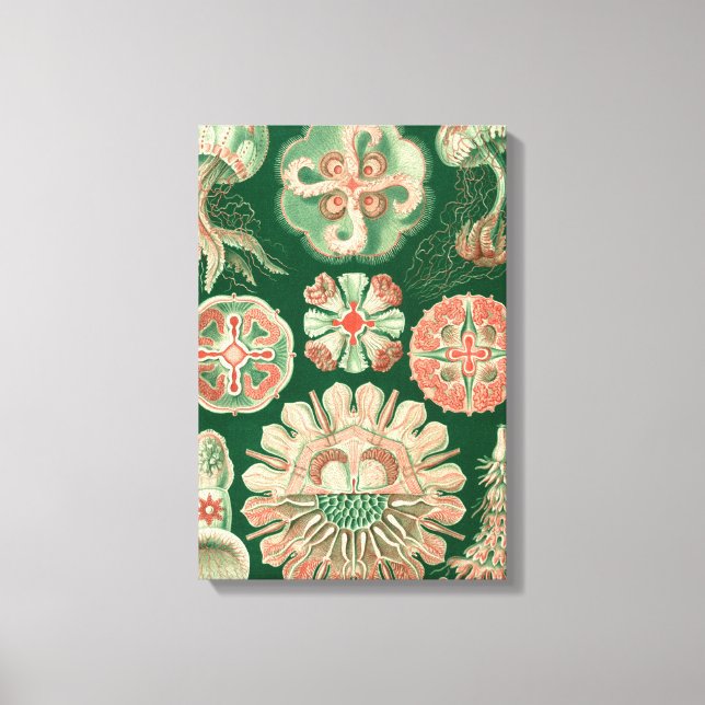 Haeckel Discomedusae Canvastryck (Framsida)