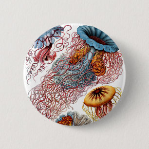 Haeckel Discomedusae Knapp