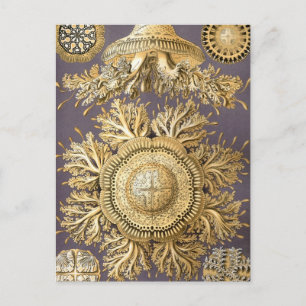 Haeckel Discomedusae Vykort