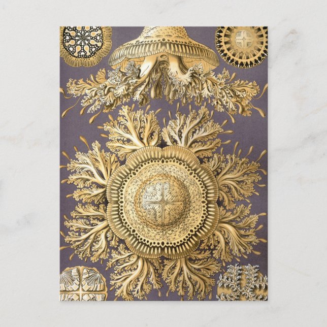 Haeckel Discomedusae Vykort (Framsida)