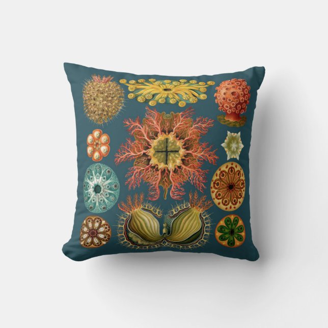 Haeckel Echinoderm kudde teal (Framsida)