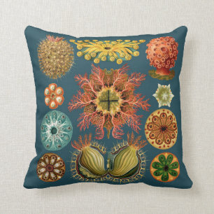 Haeckel Echinoderm kudde teal