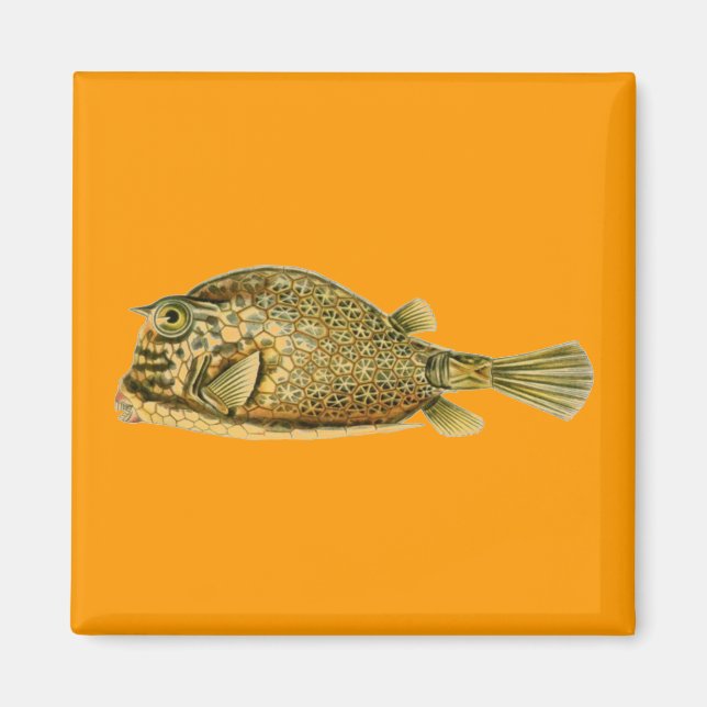 Haeckel Fish Magnet (Framsidan)