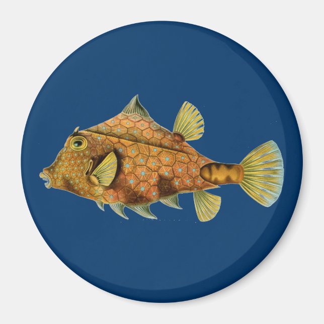Haeckel Fish Magnet (Framsidan)
