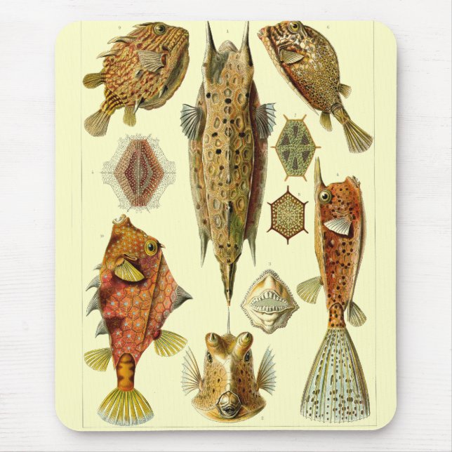Haeckel Fish Musmatta (Framsidan)