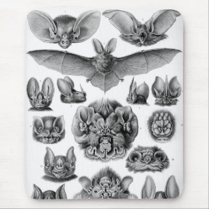 Haeckel Fladdermöss Musmatta