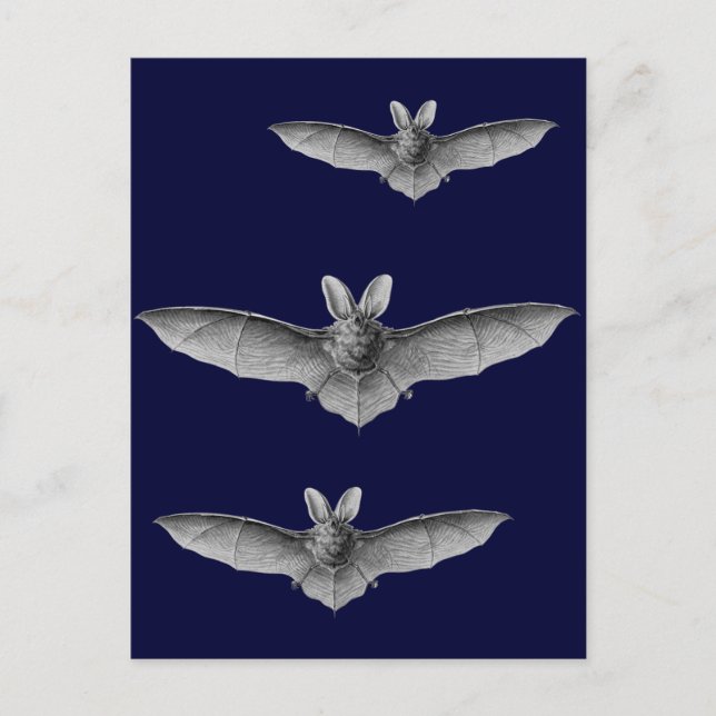 Haeckel Fladdermus Vykort (Framsida)