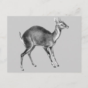 Haeckel Four Horned Hjort Vykort