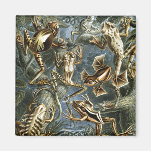 Haeckel Frogs Magnet