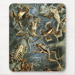 Haeckel Frogs Musmatta