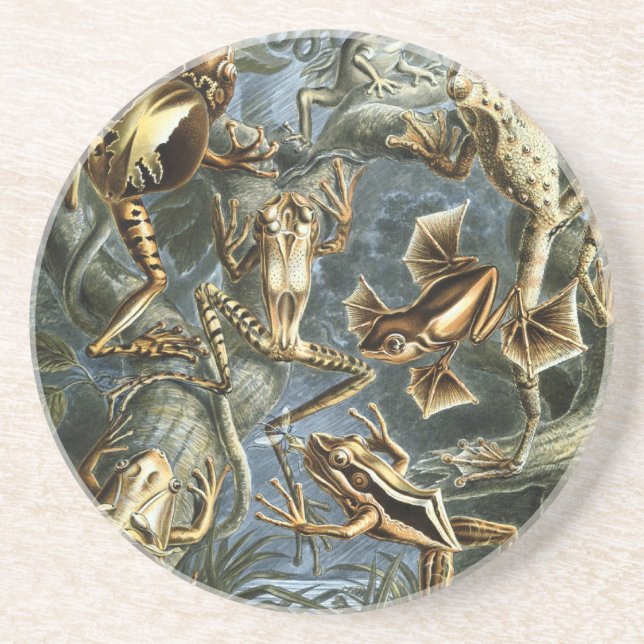 Haeckel Frogs Underlägg Sandsten (Framsidan)