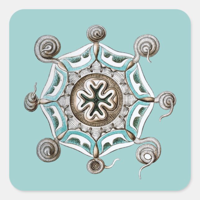 Haeckel Fyrkantigt Klistermärke (Framsida)