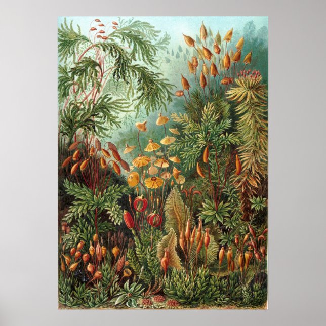 Haeckel Garden Poster (Framsidan)
