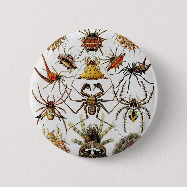 Haeckel Golden Spiders plate 66 Knapp (Framsida)