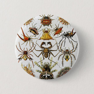 Haeckel Golden Spiders plate 66 Knapp
