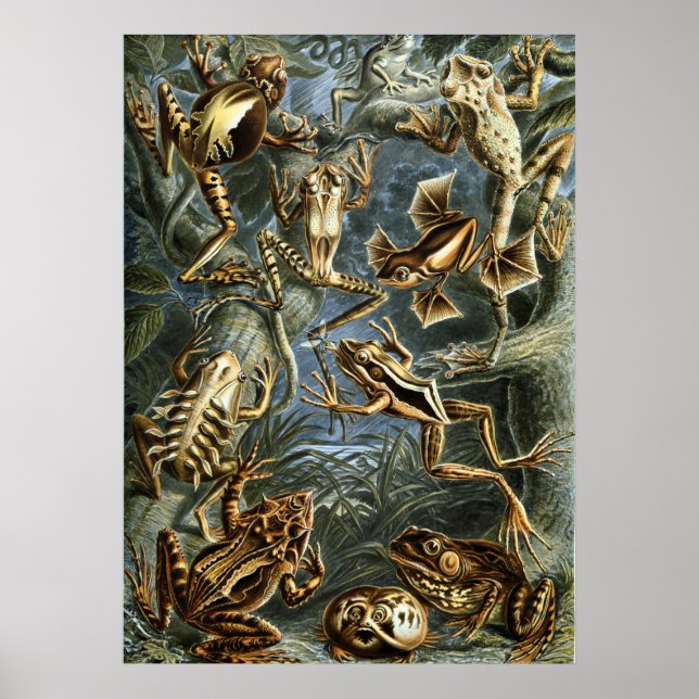 Haeckel-groddjur Poster (Framsidan)