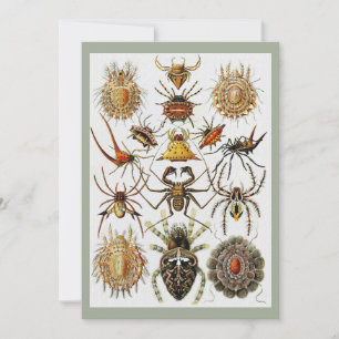 Haeckel Gyllene Spindlar plansch 66 Inbjudningar