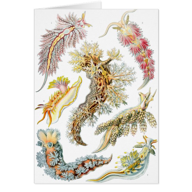 Haeckel Hälsningskort (Framsidan)