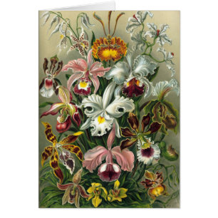 Haeckel Hälsningskort