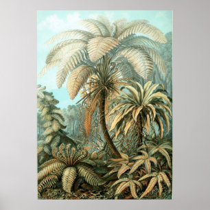 Haeckel Handflatan Träd Poster