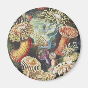Haeckel Havsanemoner Marin konst Collage Magnet