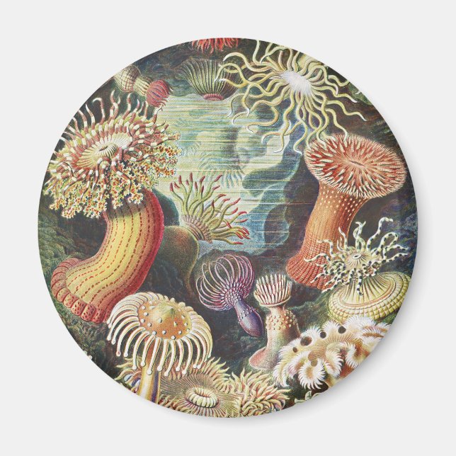 Haeckel Havsanemoner Marin konst Collage Magnet (Framsidan)