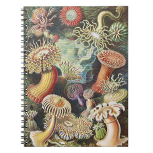 Haeckel Havsanemoner Marin Sjøliv Konst Collage Anteckningsbok