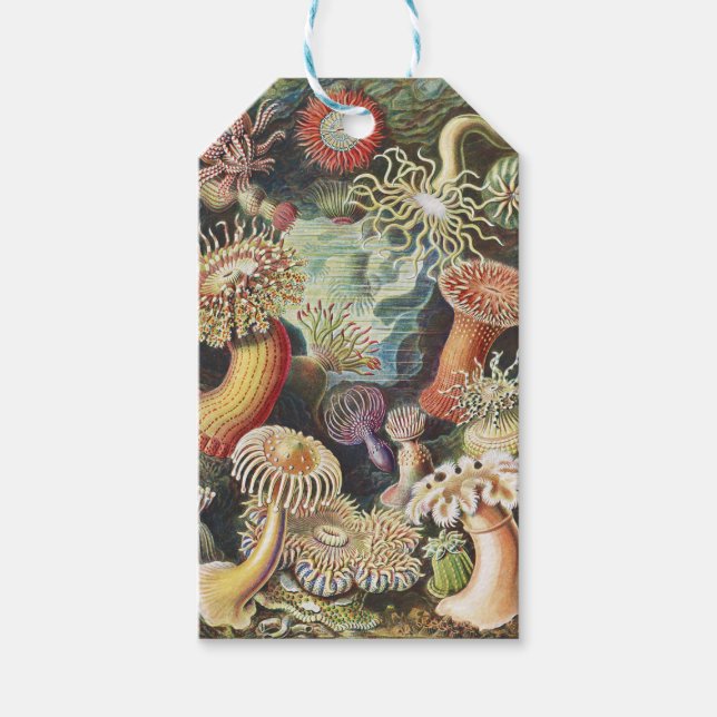 Haeckel Havsanemoner Marin Sjöliv Konst Collage Presentetikett (Framsidan)