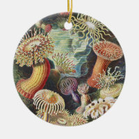Haeckel Havsanemoner Marin Sjölivskonst Collage