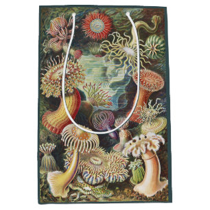 Haeckel Havsanemoner Nautisk Havsliv Konst Collage