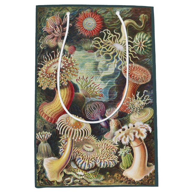 Haeckel Havsanemoner Nautisk Havsliv Konst Collage (Framsidan)