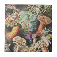 Haeckel Havsanemoner Nautisk Havsliv Konst Collage