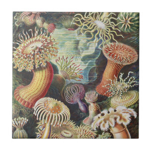 Haeckel Havsanemoner Nautisk Havsliv Konst Collage Kakelplatta