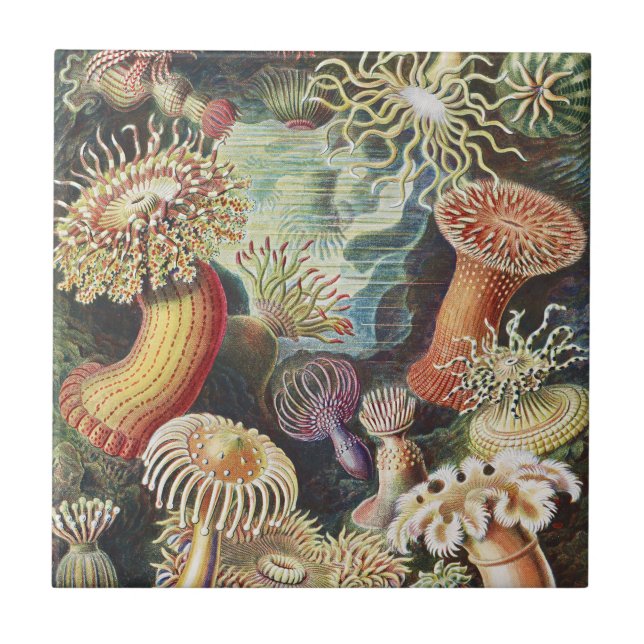 Haeckel Havsanemoner Nautisk Havsliv Konst Collage Kakelplatta (Framsidan)