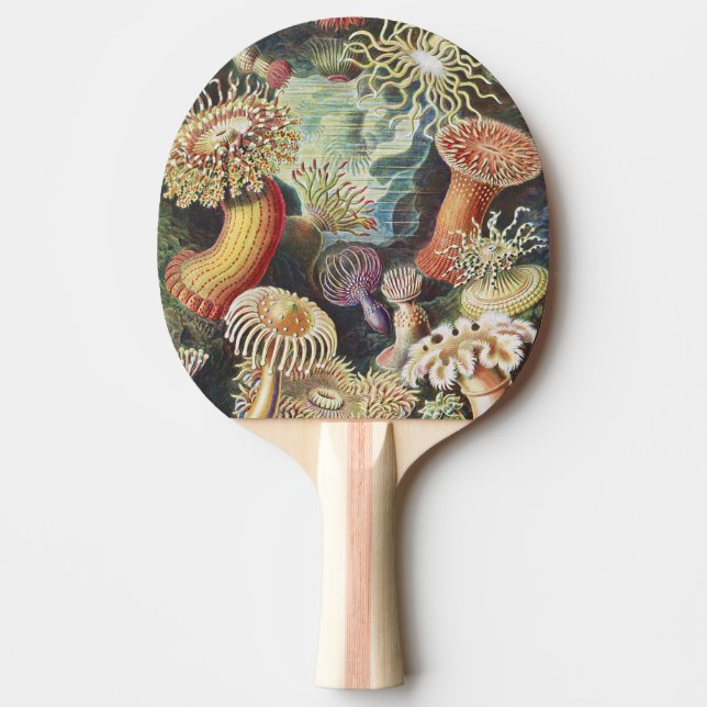 Haeckel Havsanemoner Nautisk Havsliv Konst Collage Pingisracket (Framsidan)