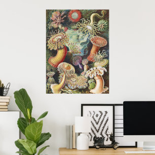 Haeckel Havsanemoner Nautisk Havsliv Konst Collage Poster
