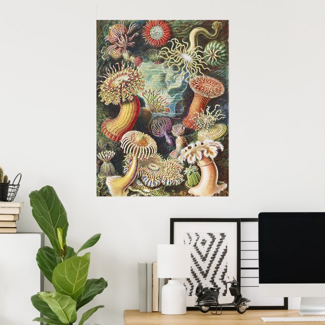 Haeckel Havsanemoner Nautisk Havsliv Konst Collage Poster (Hemmakontoret)