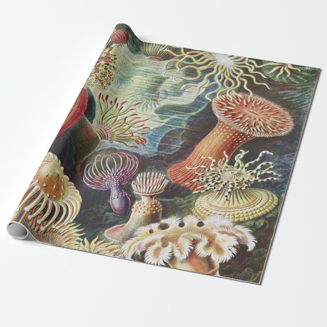Haeckel Havsanemoner Nautisk Havsliv Konst Collage Presentpapper (Utrullad)